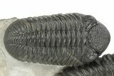 Two Large Pedinopariops Trilobites - Top Quality Specimen #254774-2